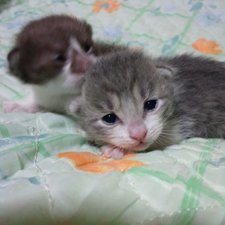 ♂子猫２匹の里親を探しています。