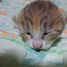 ♀子猫２匹の里親を探しています。 サムネイル5