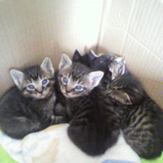 子猫6匹