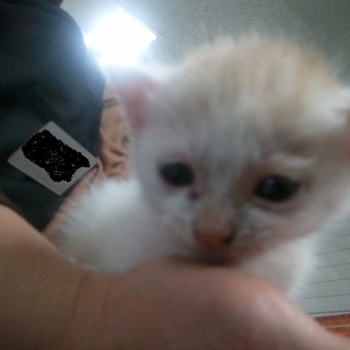 この子の里親を募集しています！