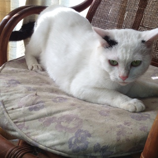 ♀猫の里親さんを募集しています