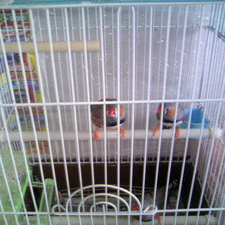 錦華鳥（キンカチョウ）オス5羽メス6羽合計11羽