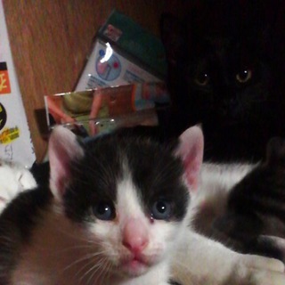 子猫の里親募集