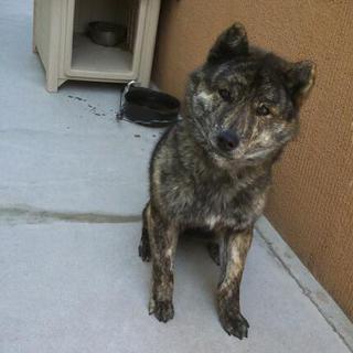 秋田犬×柴犬7ヶ月