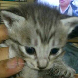 子猫育てて下さい