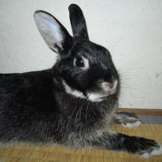 ☆ありがとうございます～新しい家族が決まりました！素敵なご家族とご縁が出来ました～♪