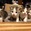 可愛いＭＩＸの子猫４匹の里親さん探しています