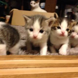 可愛いＭＩＸの子猫４匹の里親さん探しています