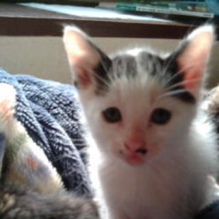 3月２５日生まれの子猫ちゃん