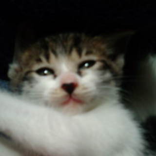 3月２５日生まれの子猫ちゃん