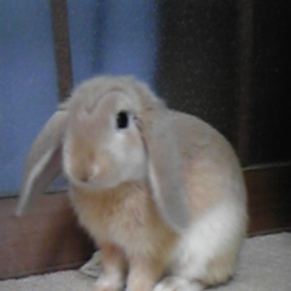 里親様が決まりました。素敵なご家族と出会えました。ありがとうございました。