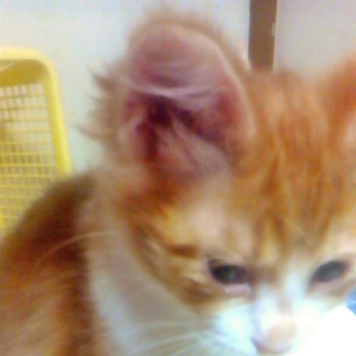 里親様を募集いたします