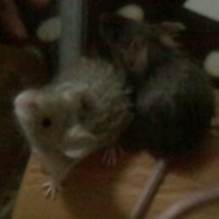 サテンロングマウス、テディロングマウスのオス