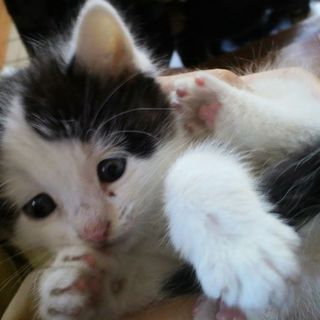 里親探してます。