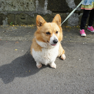 2012年9月で6歳になるコーギーのメスです