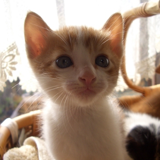 素敵な里親さんにめぐり合うことが出来ました。皆様にお礼申しあげます。