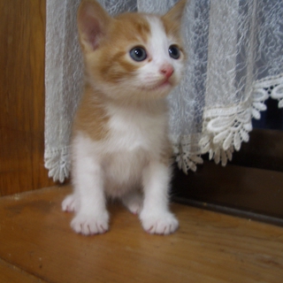 素敵な里親さんにめぐり合うことが出来ました。皆様にお礼申しあげます。