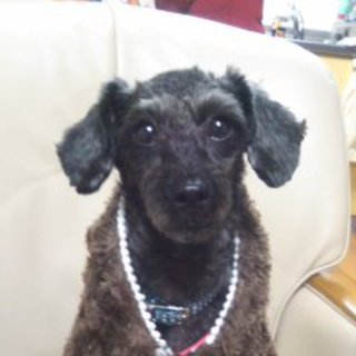 里親見つかりました！有難うございました！