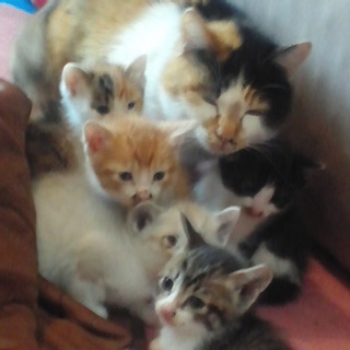 里親探してます！