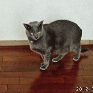 ロシアンブルーの男の子