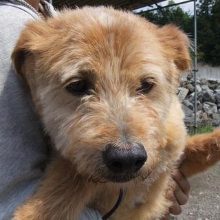 過酷な環境◆小山町多頭飼育現場のトト君助けてくれてありがとう