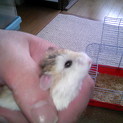 ロボロフスキーハムスター　オス1匹