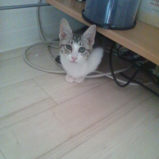仔猫★里親募集