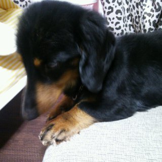 里親様を探しています