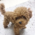 トイプー仔犬♀三か月。