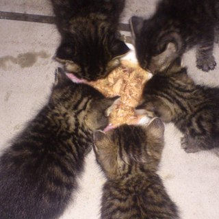 子猫ﾁｬﾝの里親を募集してます