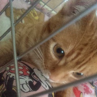 ＊里親募集中＊7か月の甘えん坊の♂＊