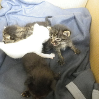 急遽　里親募集！