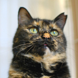 おっとり系サビ猫：コロン【里親様が決まりました】