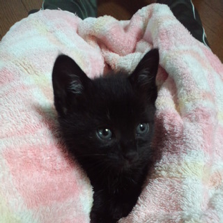 可愛い黒の仔猫です