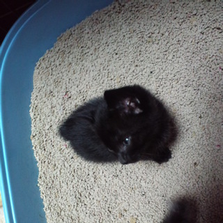 可愛い黒の仔猫です