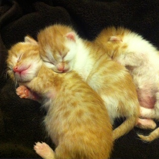 捨て猫　ミケ猫っぽい　生まれたて