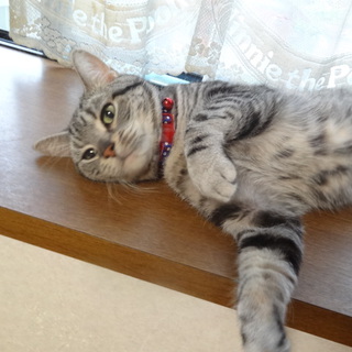 甘えん坊な成猫　里親募集中