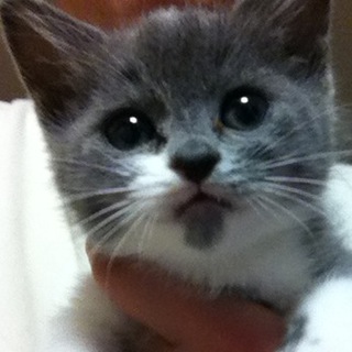 子猫の里親を募集しています。