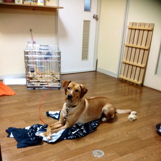 里親探しています