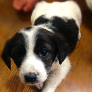 ありがとうございました！とてもいい里親の方たちにもらわれました＾＾