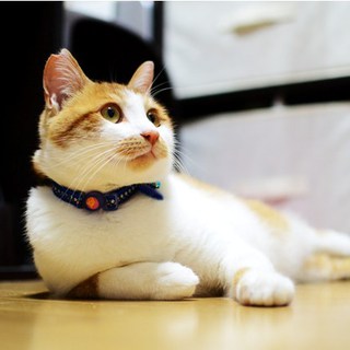 甘えん坊の茶白くん