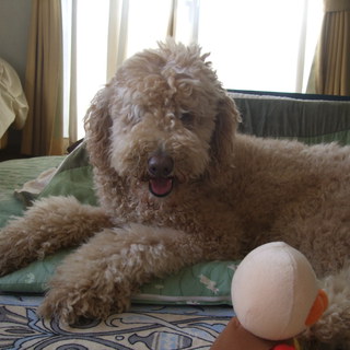 甘えん坊で、とっても元気！