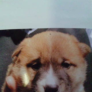 こうちゃんです