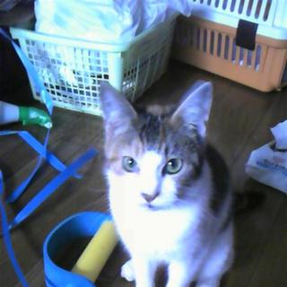 三毛猫生後6ヶ月くらい可愛がってくれる人募集！