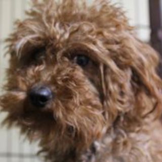 大切にして頂ける里親さん