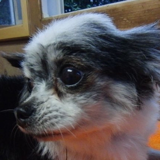 一度会ったらくびったけ！表情豊か　　エリザベス・コーディ　　チワワ推定七歳♀