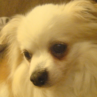 尻尾ぶんぶんの可愛い笑顔　　「マイケル・ガラント」　チワワ　推定七歳　♂