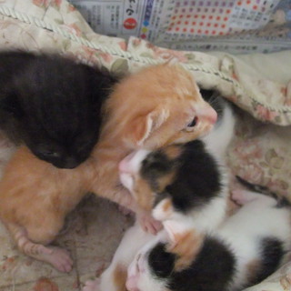 かわいがってくださる方に。。。