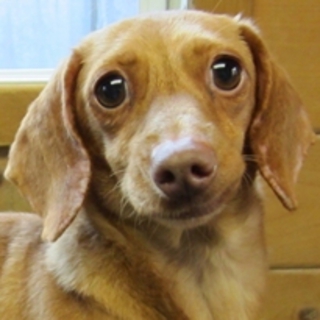 実は笑顔がすごいんです!　「スーザン・ルイス」　ミニチュア・ダックス（スムース）推定五歳♀