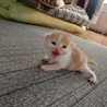 捨て猫　ミケ猫っぽい　生まれたて サムネイル4